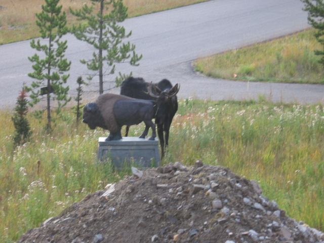 moose-1