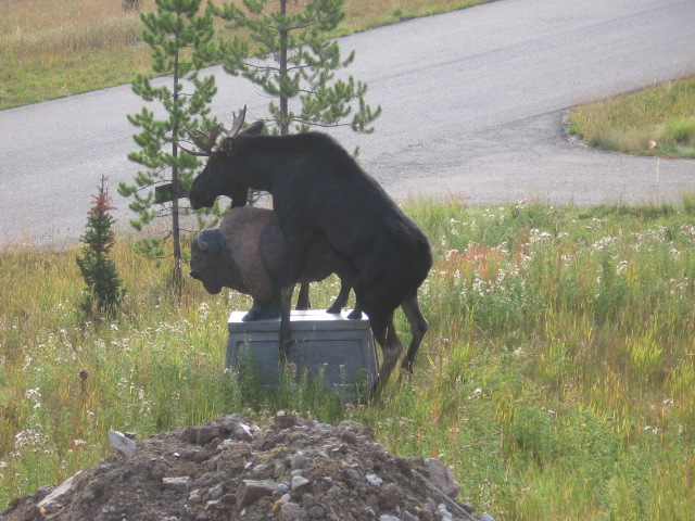 moose3